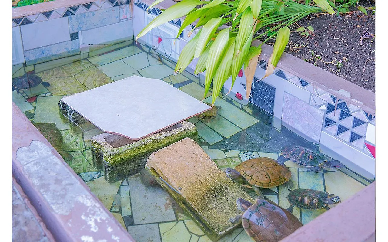 Apartment Sundreamer Suite @ Turtle Towers Ocho Rios Jamaica